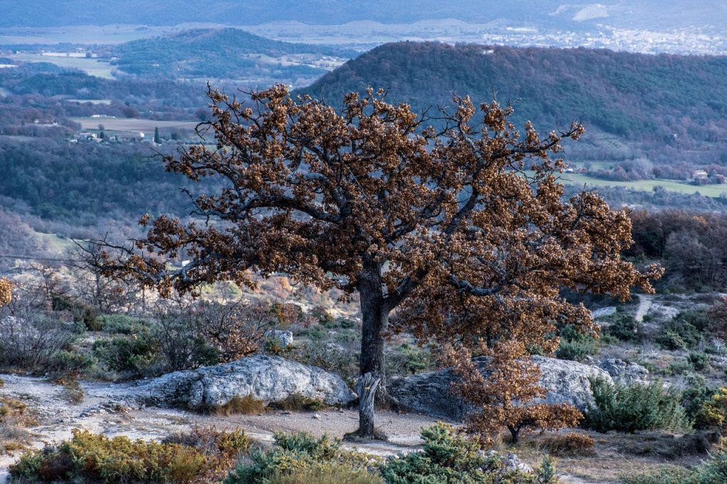 paysage de printemps français avec un chêne centenaire doré surplombant une vallée verdoyante