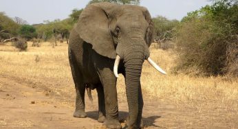 Les safaris incroyables à découvrir en Afrique