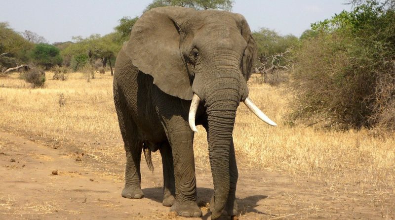 Les meilleurs safaris en Afrique