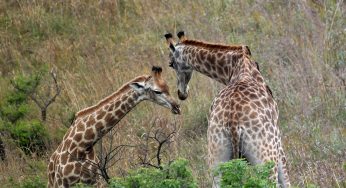 Exploration Afrique : tout ce qu’il faut savoir sur les visas Tanzanie et Kenya