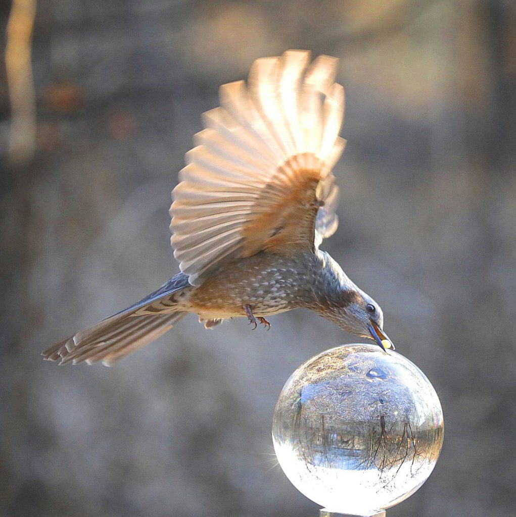 Une bulle comme hébergement