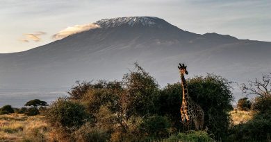 Le meilleur safari au Kenya