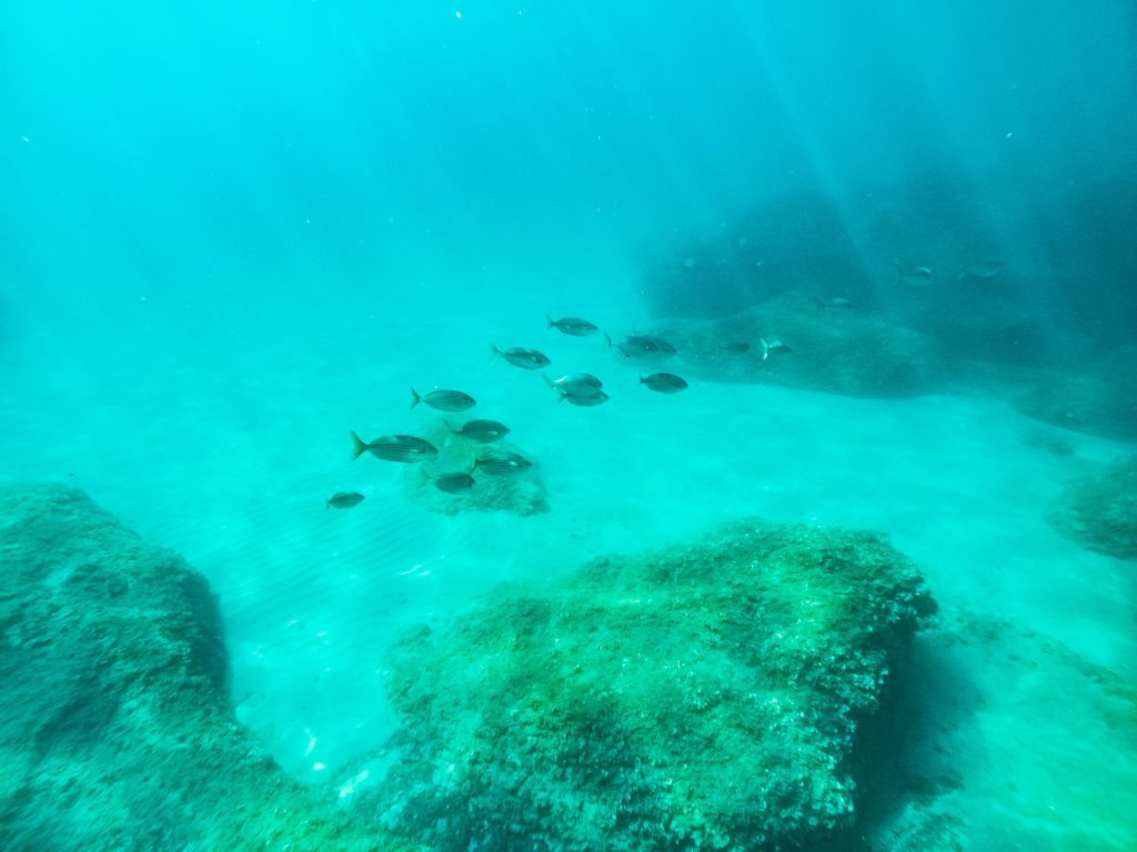 Les poissons sont en danger dans la Méditerranée
