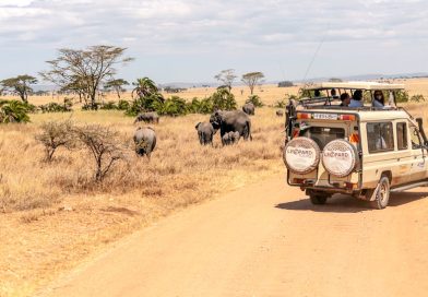 Afrique du Sud : 3 parcs nationaux à explorer pour un safari inoubliable