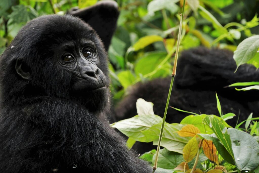 gorille des montagnes en Ouganda dans son habitat naturel