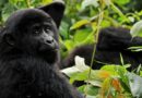 Voyage en Ouganda : une aventure inoubliable entre safaris, gorilles et grands espaces