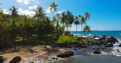 An aerial view of a beach with palm trees